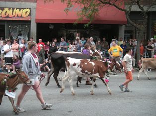 Strolling of the Heifers, 7Jun08